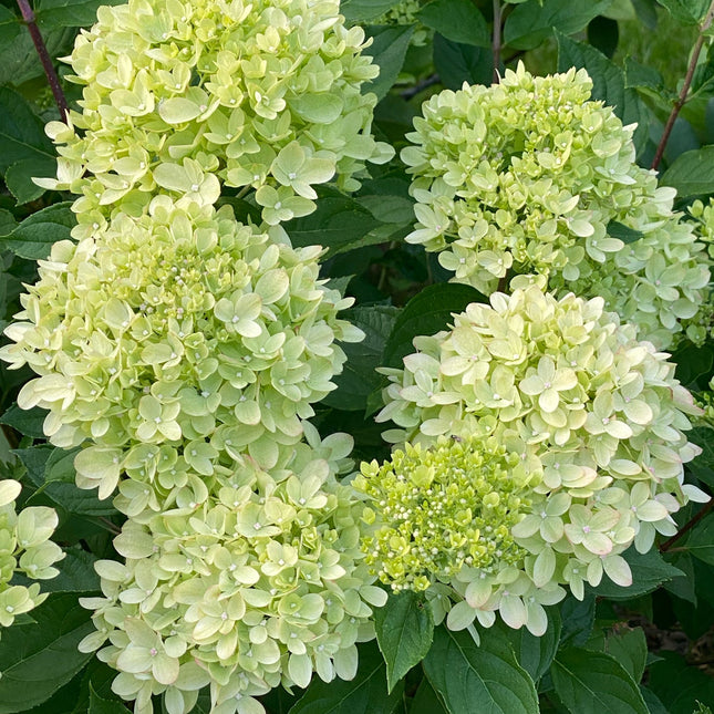 Hydrangea Little Lime