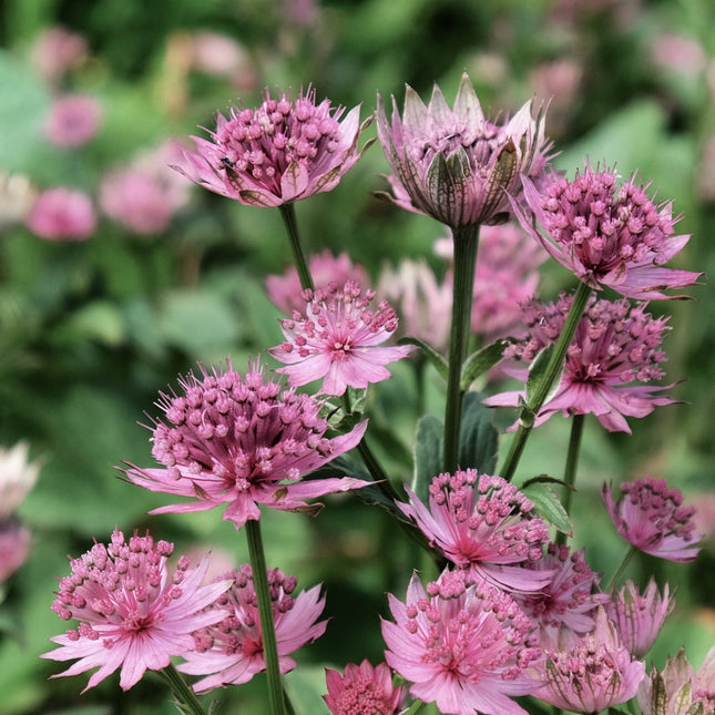 Astrantia Roma