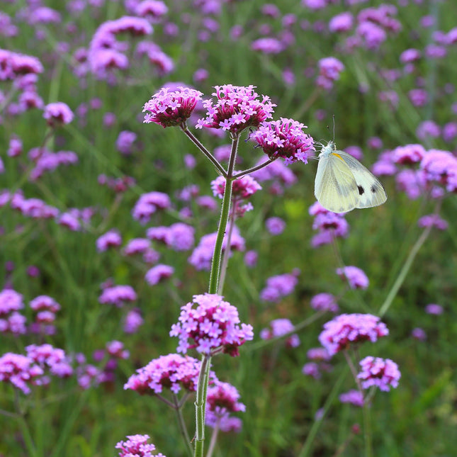 Verbena Purple