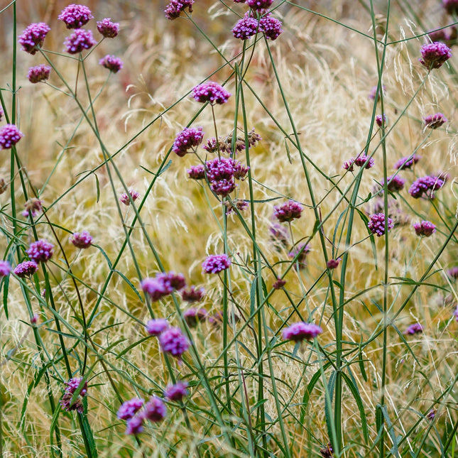 Verbena Purple