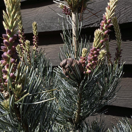 Pinus parviflora 'Ara kawa'| Japanese white pine 'Negishi' - Height - 130cm - 35lt