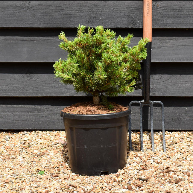 Pinus parviflora 'Kusu Dama' - Height 30-40cm - Width 30-40cm - 11lt