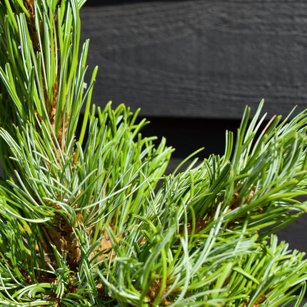 Japanese white pine | Pinus parviflora 'Ara kawa' - Height 70-90cm - Width 40-50cm - 11lt
