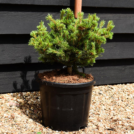 Pinus parviflora 'Kusu Dama' - Height 30-40cm - Width 30-40cm - 11lt