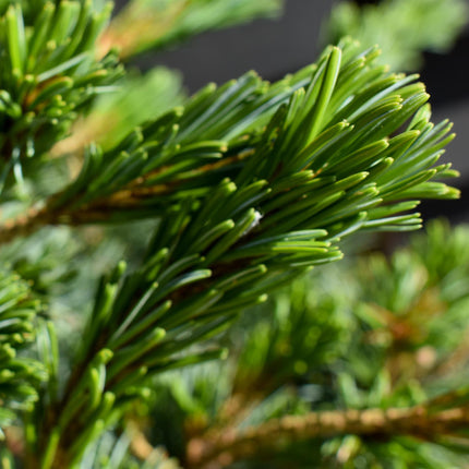 Pinus parviflora 'Negishi' | Japanese white pine - Clear Stem 40cm - Girth 8-10cm - Height 60-70cm - Width 30-40cm - 18lt