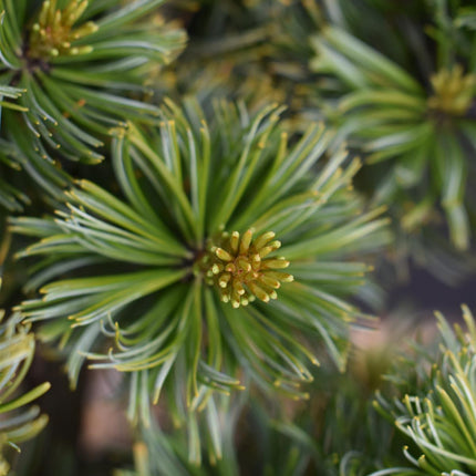 Japanese white pine | Pinus parviflora 'Ara kawa' - Height 70-90cm - Width 40-50cm - 11lt