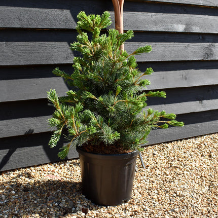 Pinus parviflora 'Negishi' - Height 60-70cm - 12lt