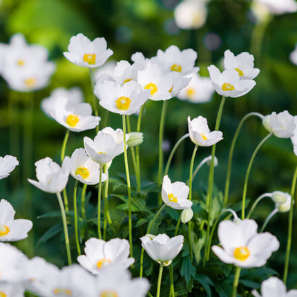 Anemone Honorine Jobert