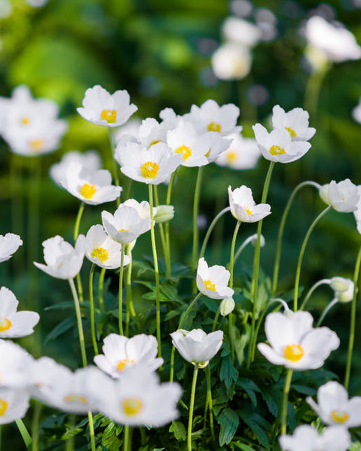 Anemone Honorine Jobert