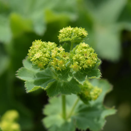 Lady's Mantle