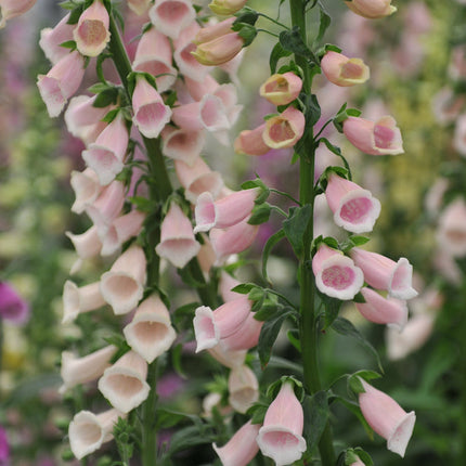 Apricot Foxglove