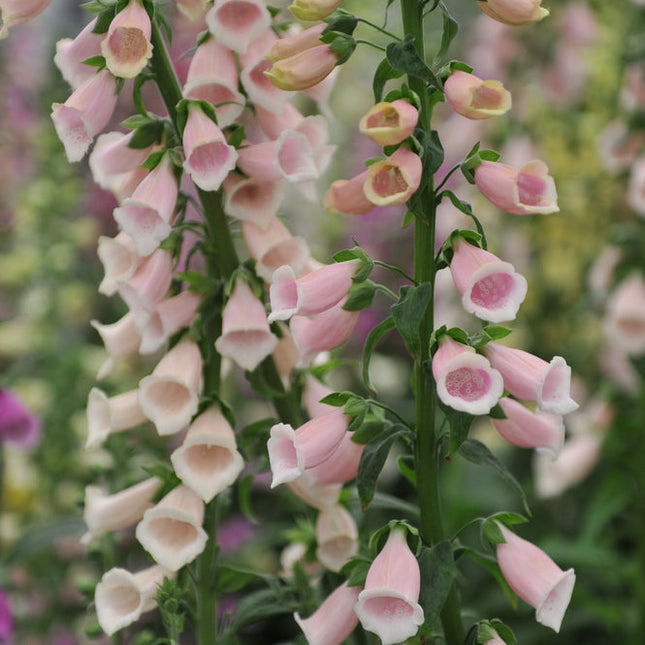 Apricot Foxglove
