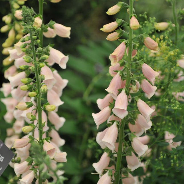 Apricot Foxglove