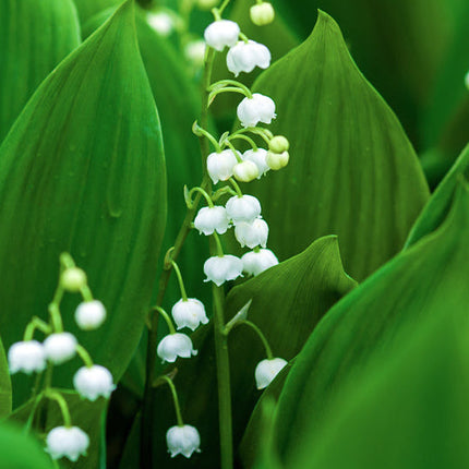 Lily of the Valley