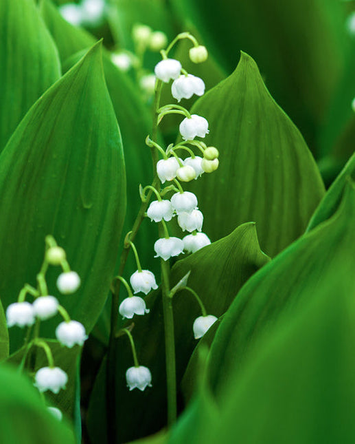 Lily of the Valley