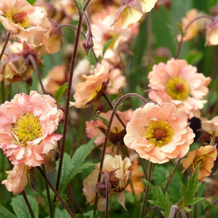 Geum Mai Tai