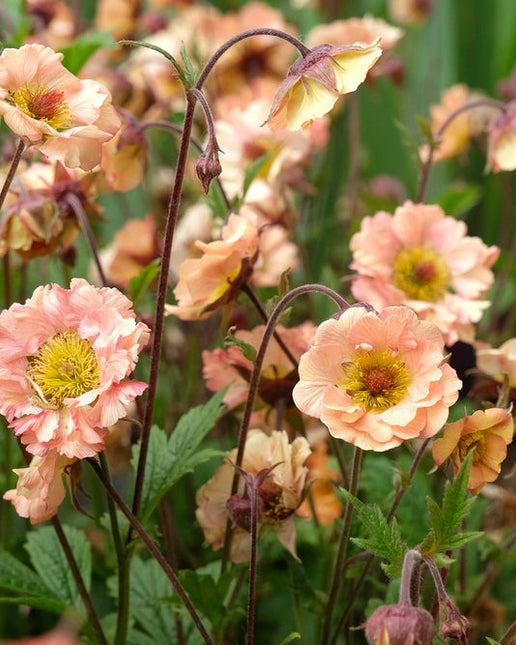 Geum Mai Tai