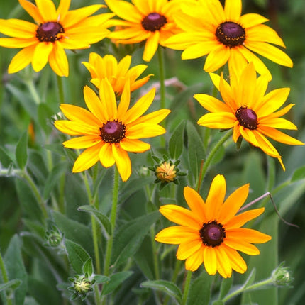 Black Eyed Susan