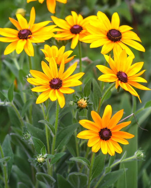 Black Eyed Susan