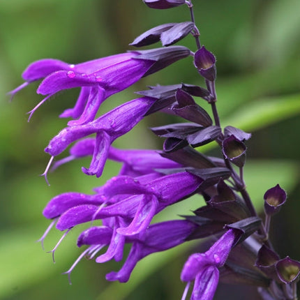 Salvia Amistad