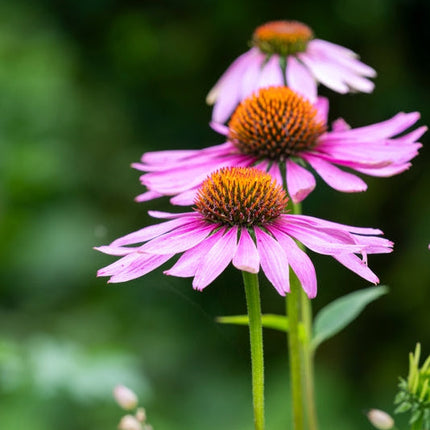 Echinacea Magnus
