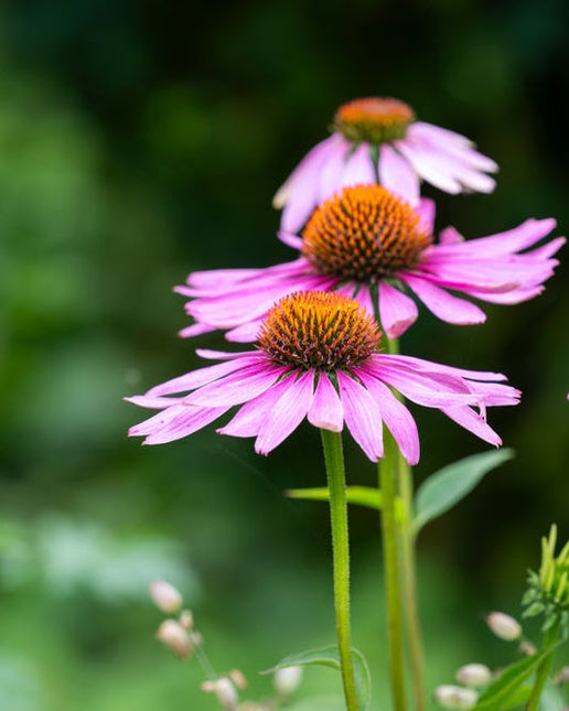 Echinacea Magnus