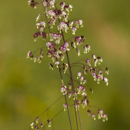 Quaking Grass
