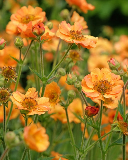 Geum Totally Tangerine