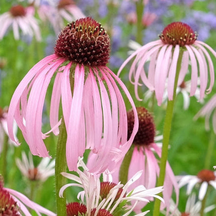 Echinacea Pallida