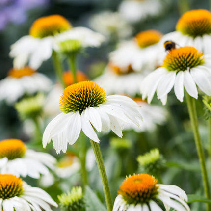 Echinacea White Swan