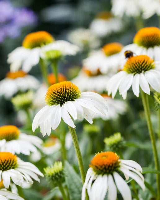 Echinacea White Swan