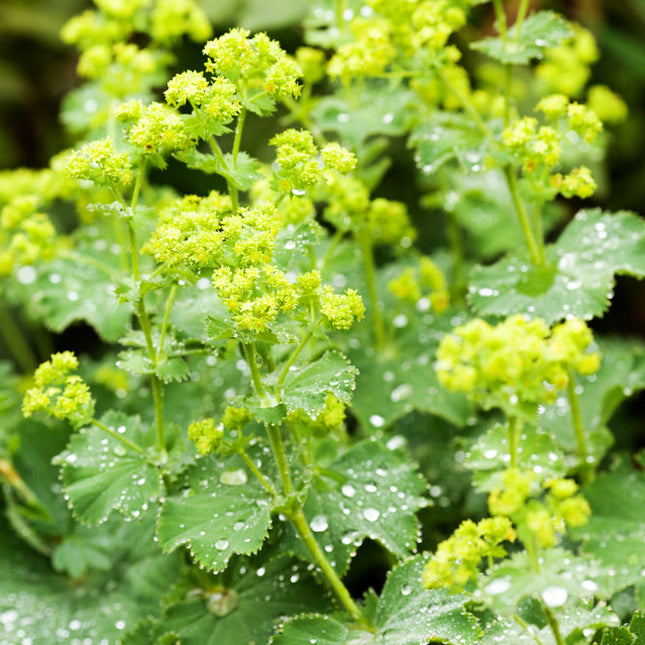 Lady's Mantle