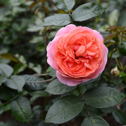 Duchess of Cornwall Rose