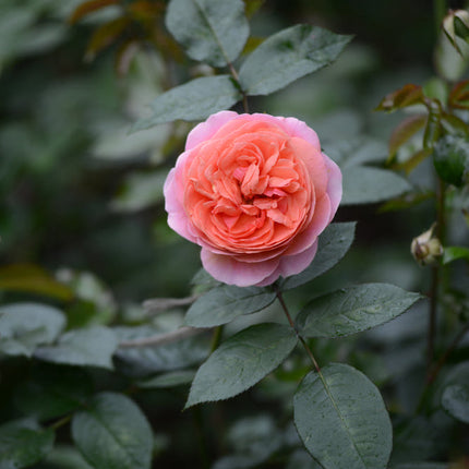 Duchess of Cornwall Rose