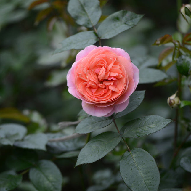 Duchess of Cornwall Rose
